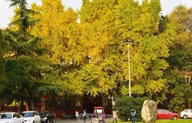 成都赏红叶的公园,成都赏秋色最好的地方