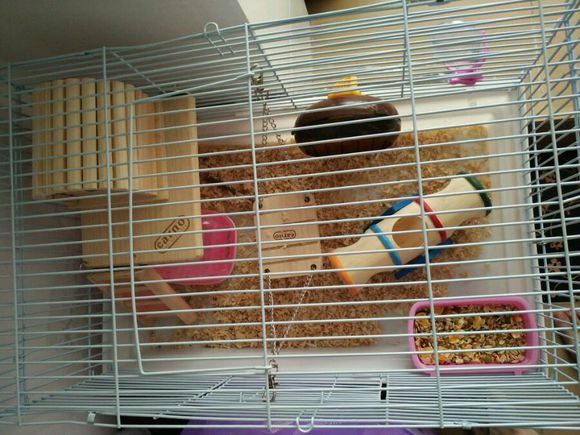 仓鼠越狱了怎么办?不怕四个妙招助你寻回它