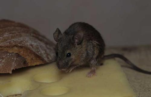 仓鼠越狱了怎么办?不怕四个妙招助你寻回它