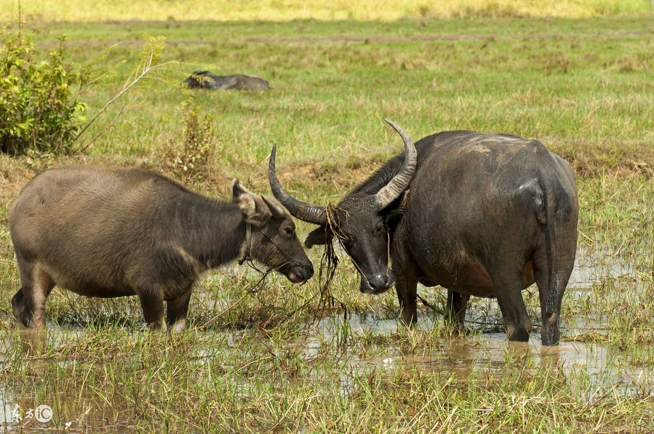 73年属牛女2019年感情运势,属牛人2017年全年运势详解