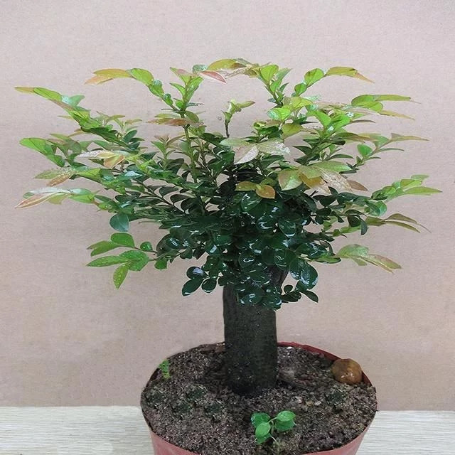 家里养什么绿植最旺财,家里养什么绿植旺财又对身体好