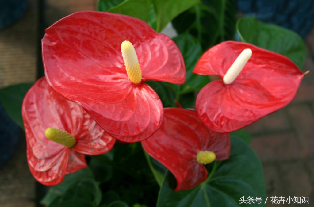 红掌叶片发黄,红掌叶子背面发黄锈斑怎么办