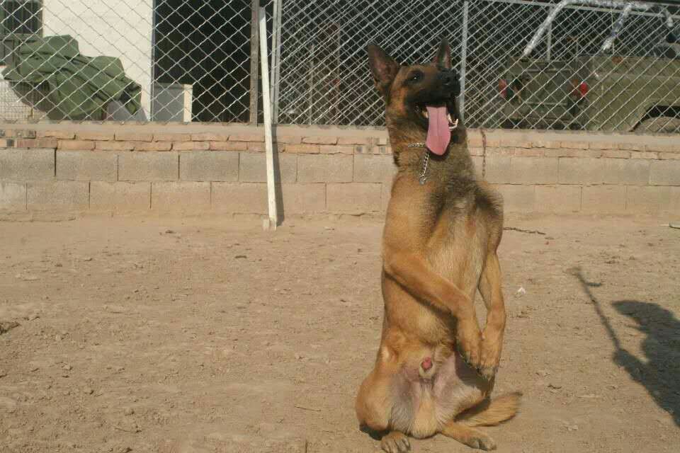 怎么训练马犬坐立,马犬怎么训练站立视频