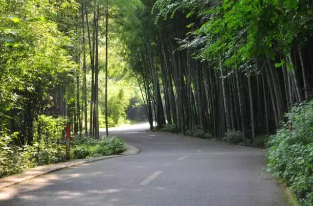治愈系竹林风景唯美意境,治愈系风景大自然竹林