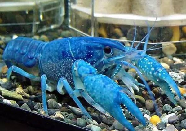 打我蓝buff，生气时萌萌哒，那些难得一见却美的令人窒息的观赏鱼