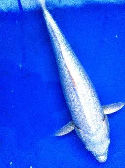 锦鲤鱼怎样挑选品种,锦鲤鱼品种大全大图