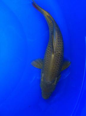 锦鲤鱼怎样挑选品种,锦鲤鱼品种大全大图