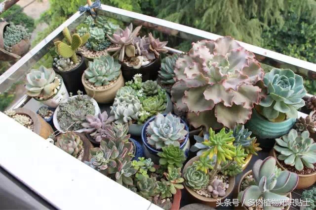 入多肉坑一年,这些多肉因颜值入坑