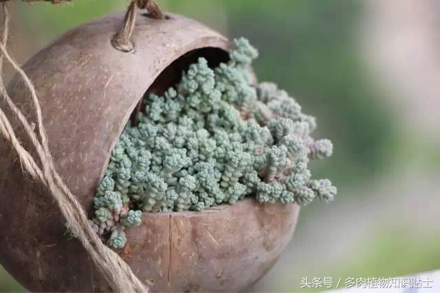 入多肉坑一年,这些多肉因颜值入坑