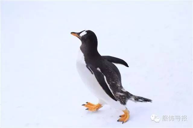 美翻天!时尚达人の日本旅行穿搭记录