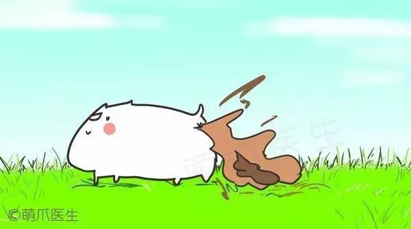 全篇干货！宠物腹泻的原因和对策