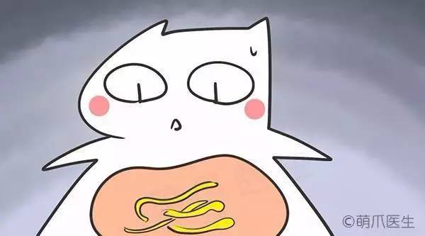 全篇干货！宠物腹泻的原因和对策