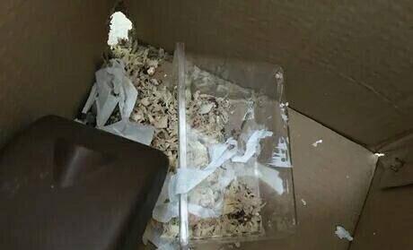 仓鼠越狱了怎么办?不怕四个妙招助你寻回它