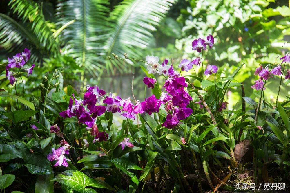 亚马逊热带雨林真实食人花,亚马逊雨林食人花
