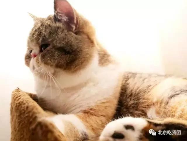 南锣鼓巷的小吃攻略最新,南锣鼓巷最新逛吃攻略快收下