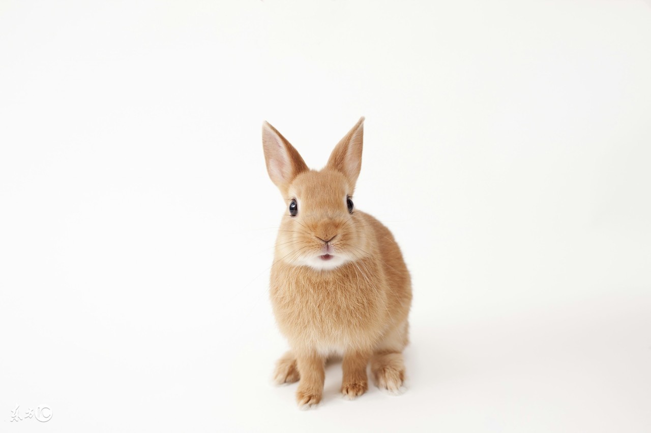 兔子智商比泰迪差多少,宠物兔智商十大排名