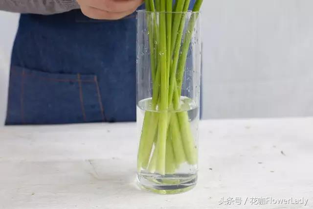 马蹄莲的正确养护方式,怎样才能养护好漂亮雅致的马蹄莲