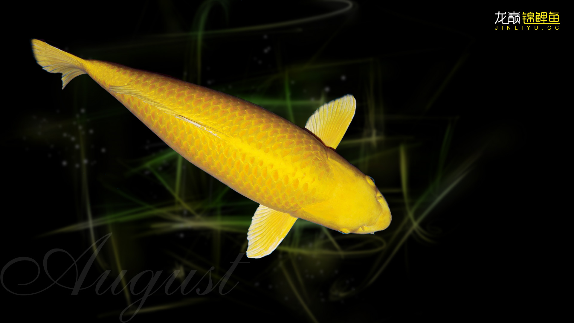 锦鲤鱼怎样挑选品种,锦鲤鱼品种大全大图