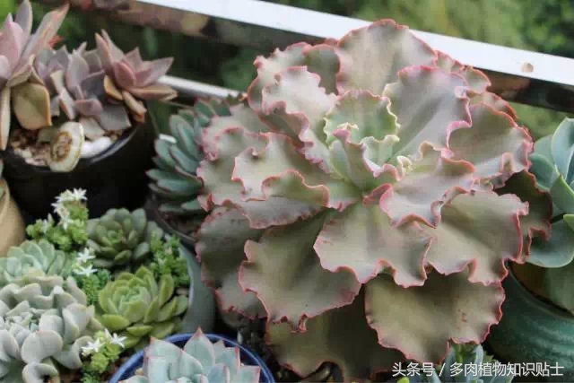 入多肉坑一年,这些多肉因颜值入坑