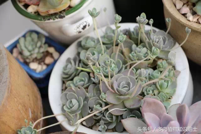入多肉坑一年,这些多肉因颜值入坑
