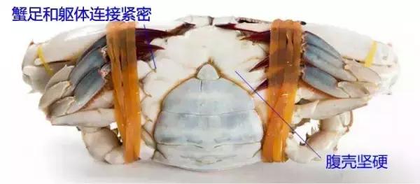 烟台人炫富方式,烟台开海炫富是真的吗