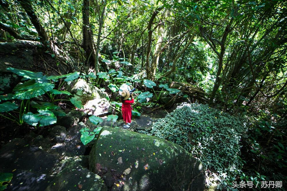 亚马逊热带雨林真实食人花,亚马逊雨林食人花
