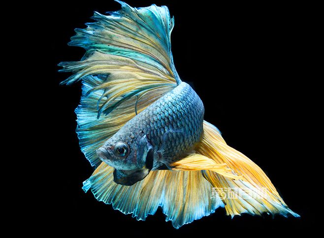 打我蓝buff，生气时萌萌哒，那些难得一见却美的令人窒息的观赏鱼