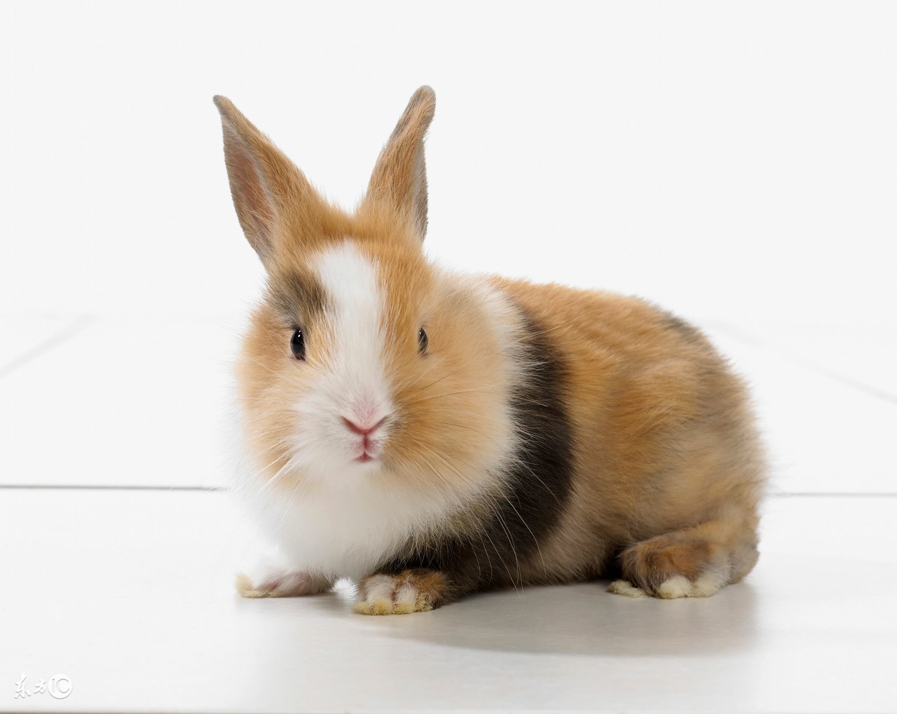 兔子智商比泰迪差多少,宠物兔智商十大排名