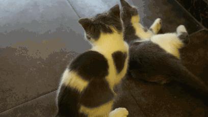 郑州东区萌猫主题披萨小店，铲屎官快来这吸猫了！