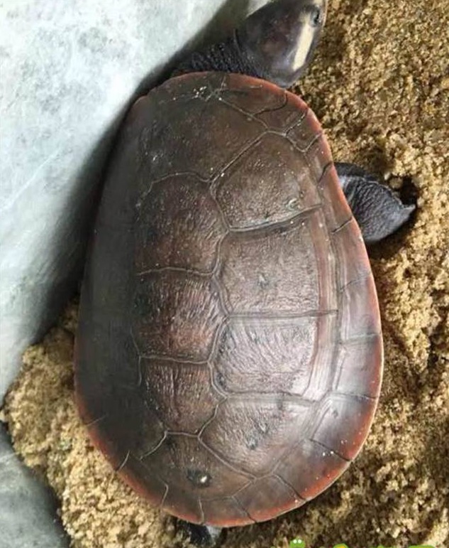 养圆澳龟的注意事项,圆澳幼龟饲养注意事项