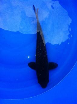 锦鲤鱼怎样挑选品种,锦鲤鱼品种大全大图