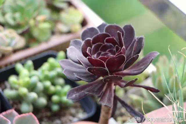 入多肉坑一年,这些多肉因颜值入坑