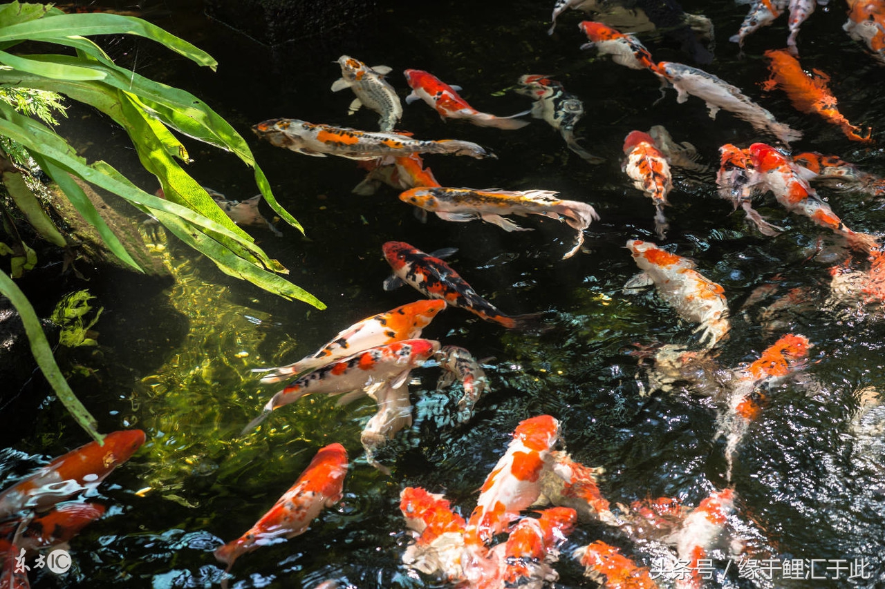 如何用中草药驱虫,如何正确使用驱虫药