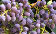 女贞子有啥,女贞子有两种么