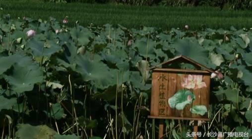 神奇的学校有哪些,神奇的学校完整版国语版