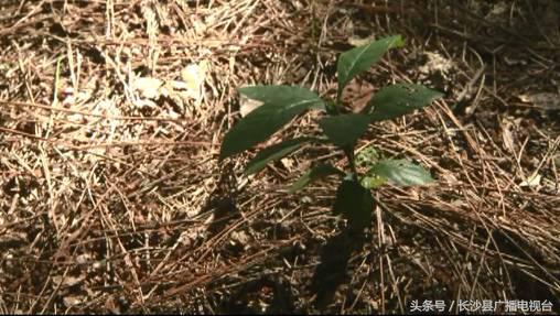 神奇的学校有哪些,神奇的学校完整版国语版