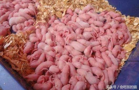 村子里面发现老鼠幼崽,农村田里的老鼠能吃吗