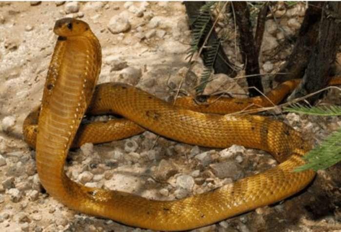 神奇的平头哥!非洲5种毒蛇在眼里只不过是根辣条!