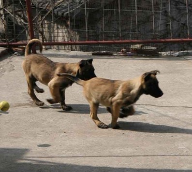 怎么训练马犬坐立,马犬怎么训练站立视频