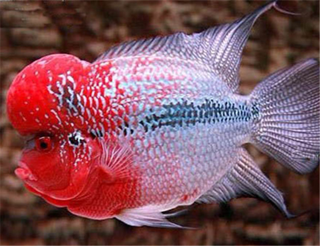 打我蓝buff，生气时萌萌哒，那些难得一见却美的令人窒息的观赏鱼