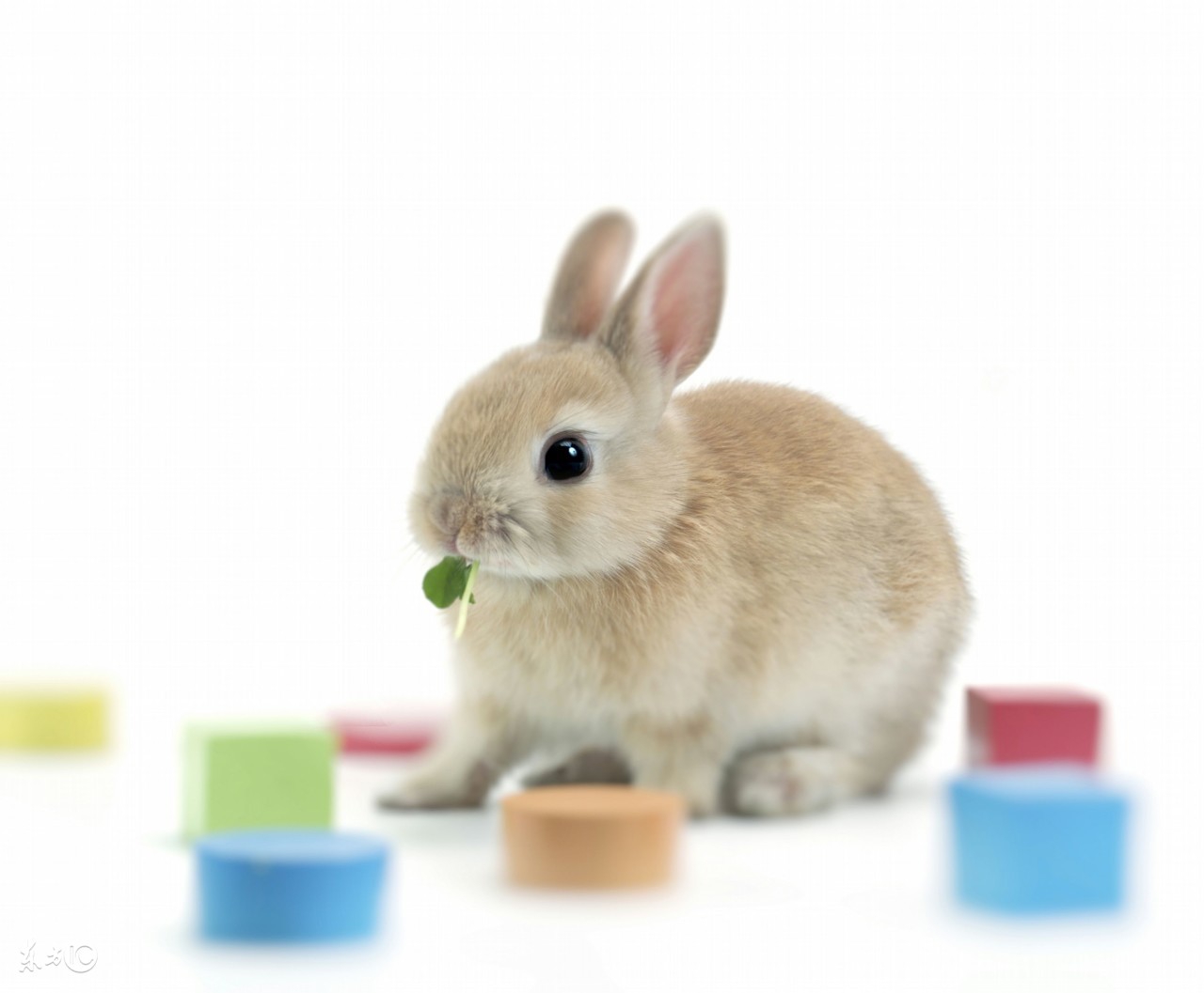 兔子智商比泰迪差多少,宠物兔智商十大排名