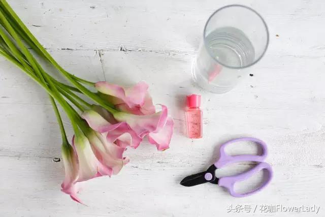 马蹄莲的正确养护方式,怎样才能养护好漂亮雅致的马蹄莲