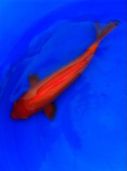 锦鲤鱼怎样挑选品种,锦鲤鱼品种大全大图