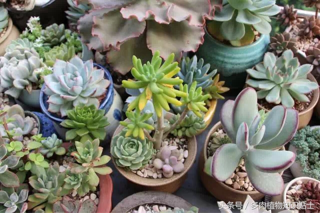入多肉坑一年,这些多肉因颜值入坑