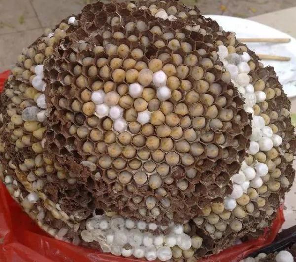 乡滋乡味香辣猪蹄,纯天然野生蜂蛹美食