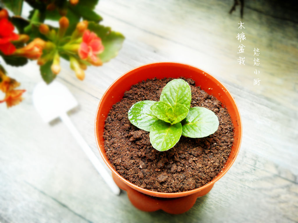 吃货吃奥利奥巧克力雪糕,奥利奥的神仙吃法超级解馋