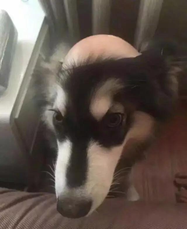 半夜醒来看到二哈放大的脸,女主一觉起来发现二哈变成了秃头