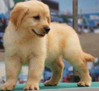 买宠物狗怎么检测狗的健康状况,购买宠物怎么辨别是否健康