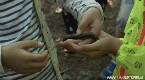 神奇的学校有哪些,神奇的学校完整版国语版