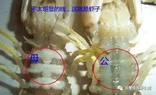 攻略｜老渔民亲传“扒虾秘籍”，皮皮虾我们走！